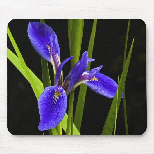 Tapis De Souris Iris bleu Mousepad (Devant)