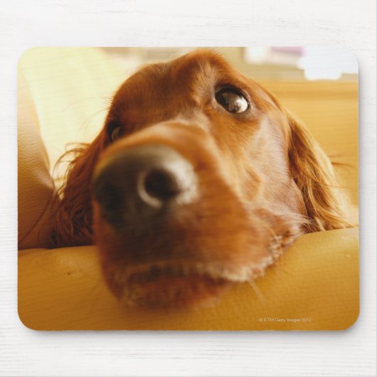 Tapis De Souris Irish Setter sur canapé (Devant)