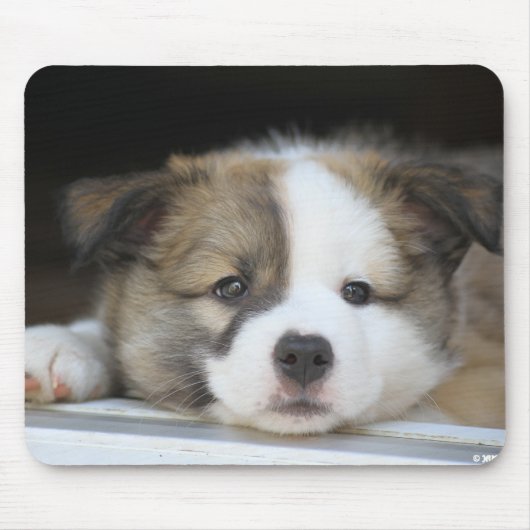 Tapis De Souris Islandhundewelpe (Devant)