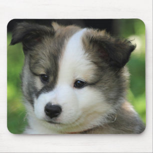 Tapis De Souris Islandhundewelpe