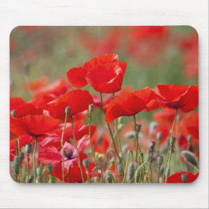 Tapis De Souris Italie, Toscane, Masse de coquelicots d'été en
