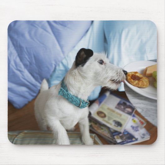 Tapis De Souris Jack russell terrier. (Devant)