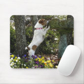 TAPIS DE SOURIS JACK RUSSELL TERRIER (Avec souris)