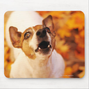 Tapis De Souris Jack Russell Terrier écorçant et sautant, automn