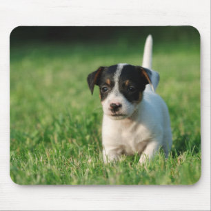 Tapis De Souris Jack Russell Terrier puppy