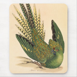 Tapis De Souris James Sowerby Parrot terrestre, Psittacus terrestr