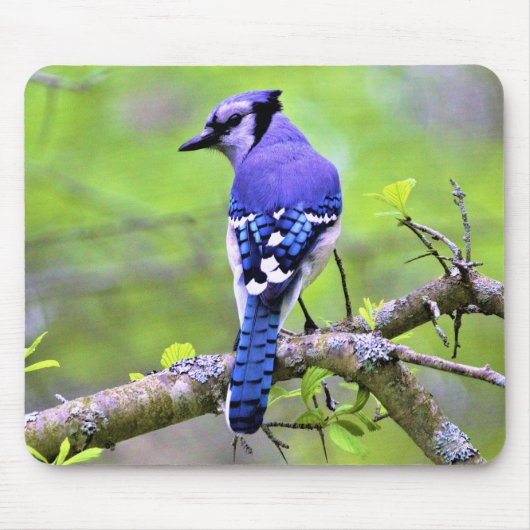 Tapis De Souris Jay Bleu dans la forêt par le rayon de lumière (Devant)