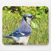 Tapis De Souris Jay bleu du nord (Devant)