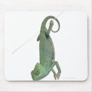 Tapis De Souris Jeune caméléon voilé, calyptratus de Chamaeleo