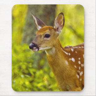Tapis De Souris Jeune cerf de Virginie à Whitefish, Montana, États