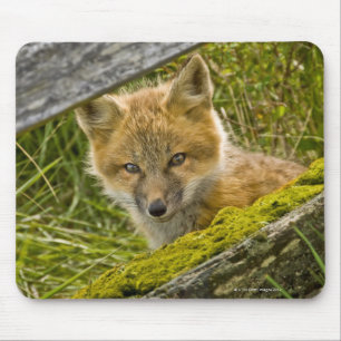 Tapis De Souris Jeune Fox rouge regardant par la barrière sur San