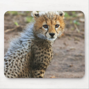 Tapis De Souris Jeune guépard Acinonyx Jubatus)