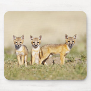 Tapis De Souris Jeune Renard véloce (Vulpes macrotis) au terrier,