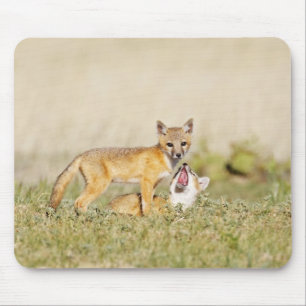 Tapis De Souris Jeune Renard véloce (Vulpes macrotis) au terrier,