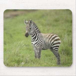 Tapis De Souris Jeune zèbre dans la plaine de Serengeti