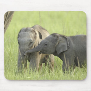 Tapis De Souris Jeunes éléphants indiens / asiatiques