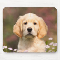 Joli Golden Retriever Chien Portrait Chiot,