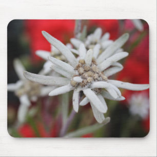 Tapis De Souris Jolie Edelweiss Leontopodium nivale