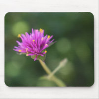 Jolie Fleurs violettes Photographie originale du j