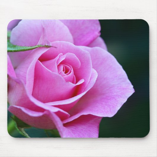 Tapis De Souris Jolie rose rose photo (Devant)