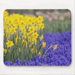 Tapis De Souris Jonquilles et Muscari, Keukenhof 3