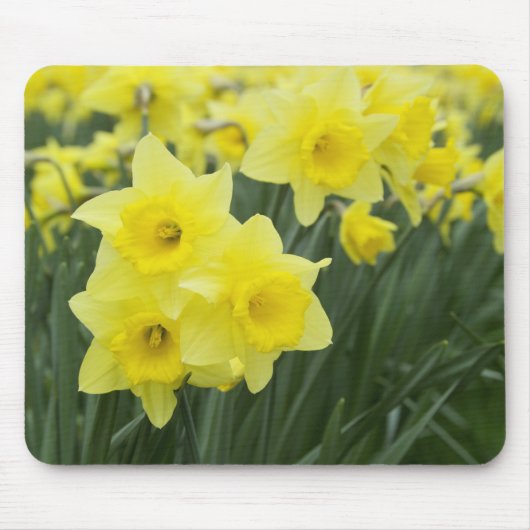 Tapis De Souris Jonquilles RF) (Devant)
