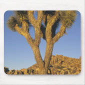 Tapis De Souris Joshua Tree, Yucca brevifolia) et granit (Devant)
