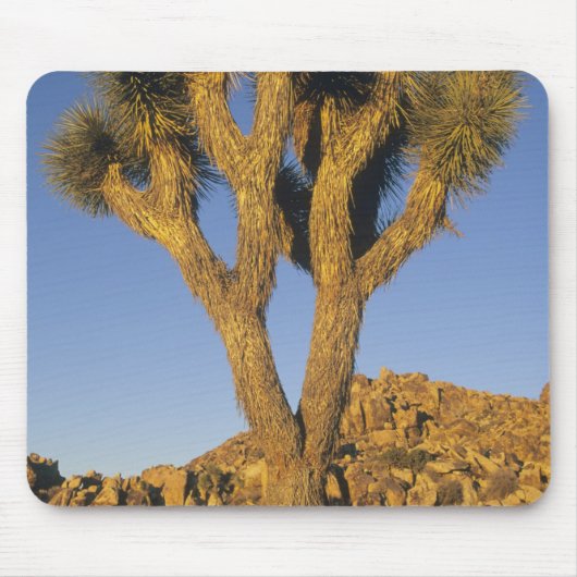 Tapis De Souris Joshua Tree, Yucca brevifolia) et granit (Devant)