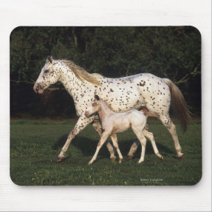 Tapis De Souris Jument et poulain d'Appaloosa dans le domaine