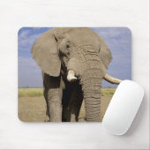 Tapis De Souris Kenya : Parc national d'Amboseli, éléphant mâle (Avec souris)