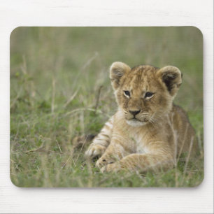 Tapis De Souris Kenya, réserve de gibier Masai Mara. Lion d'Afriqu