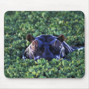 Tapis De Souris Kenya, réserve nationale du Masai Mara.