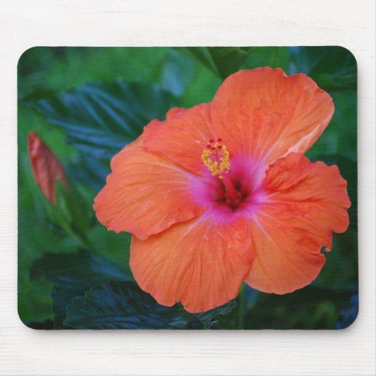 Tapis De Souris "Ketmie de événement" Mousepad (Devant)