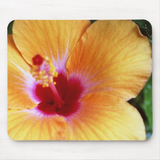 Tapis De Souris Ketmie, jaune-orange (Devant)