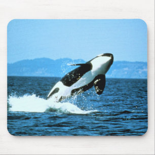 Tapis De Souris Killer Whale