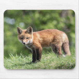 Tapis De Souris Kit de Fox rouge