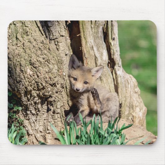 Tapis De Souris Kit Fox dans la vallée de l'Hudson (Devant)