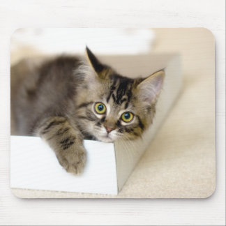 Tapis De Souris Kitten dans une boîte mousepad