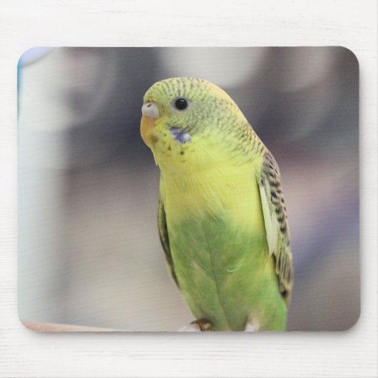 Tapis De Souris Kiwi Burbell (Devant)