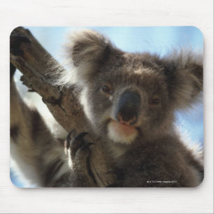 Tapis De Souris koala