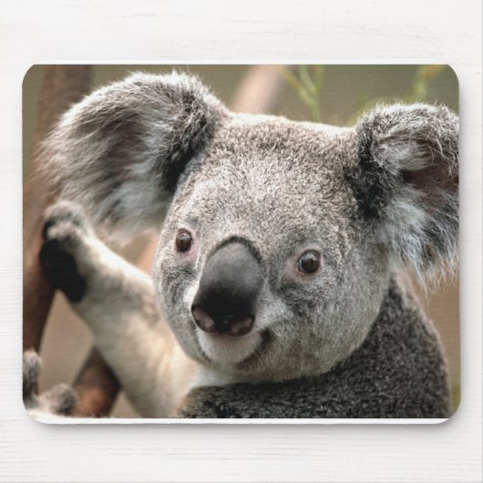 Tapis De Souris Koala (Devant)