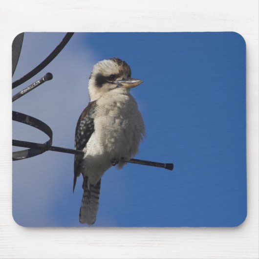 Tapis De Souris Kookaburra (Devant)