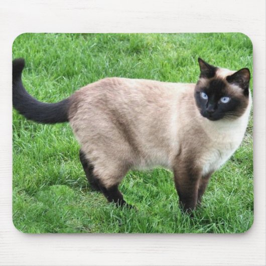 TAPIS DE SOURIS LA BEAUTÉ DE SIAMESE (Devant)