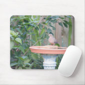 Tapis De Souris La colombe en deuil à Birdbath (Avec souris)