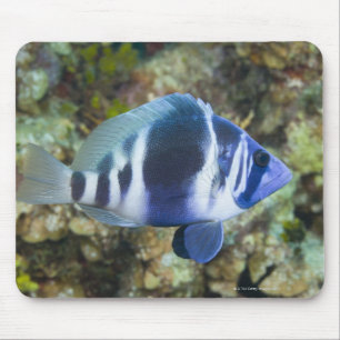 Tapis De Souris La vie sous-marine, POISSON : Indigo Hamlet