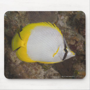 Tapis De Souris La vie sous-marine, POISSON : Spotfin coloré