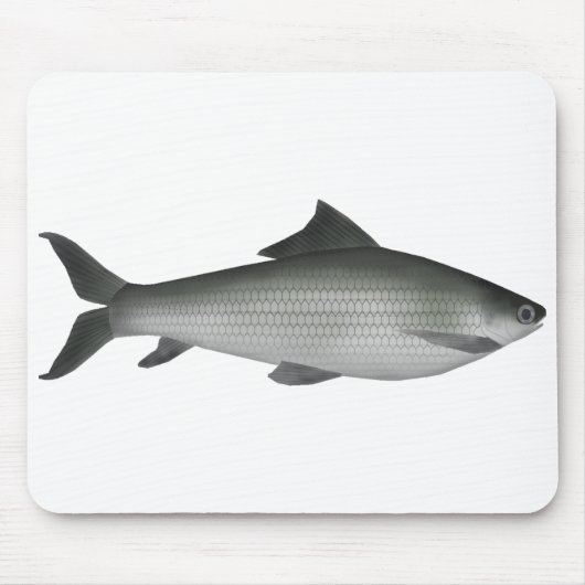 Tapis De Souris Labeo commun (Devant)