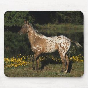 Tapis De Souris Lac se tenant prêt horse d'Appaloosa