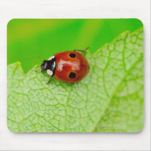 Tapis De Souris Ladybird marchant à travers une feuille