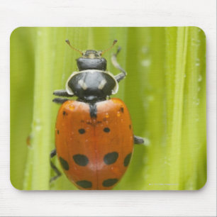 Tapis De Souris Ladybird sur l'herbe, plan rapproché